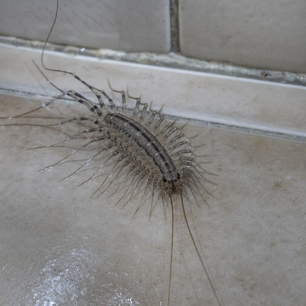 scutigère véloce grise aux longues pattes filant sur un carrelage de salle de bain humide, vue rapprochée