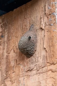 nid de guêpe maçonne en terre séchée, forme de tube allongé, fixé dans l'angle d'un cadre de fenêtre en bois