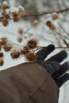 mains gantées taillant une branche de pommier dénudée avec un sécateur, jardin enneigé en arrière-plan, lumière froide d'hiver