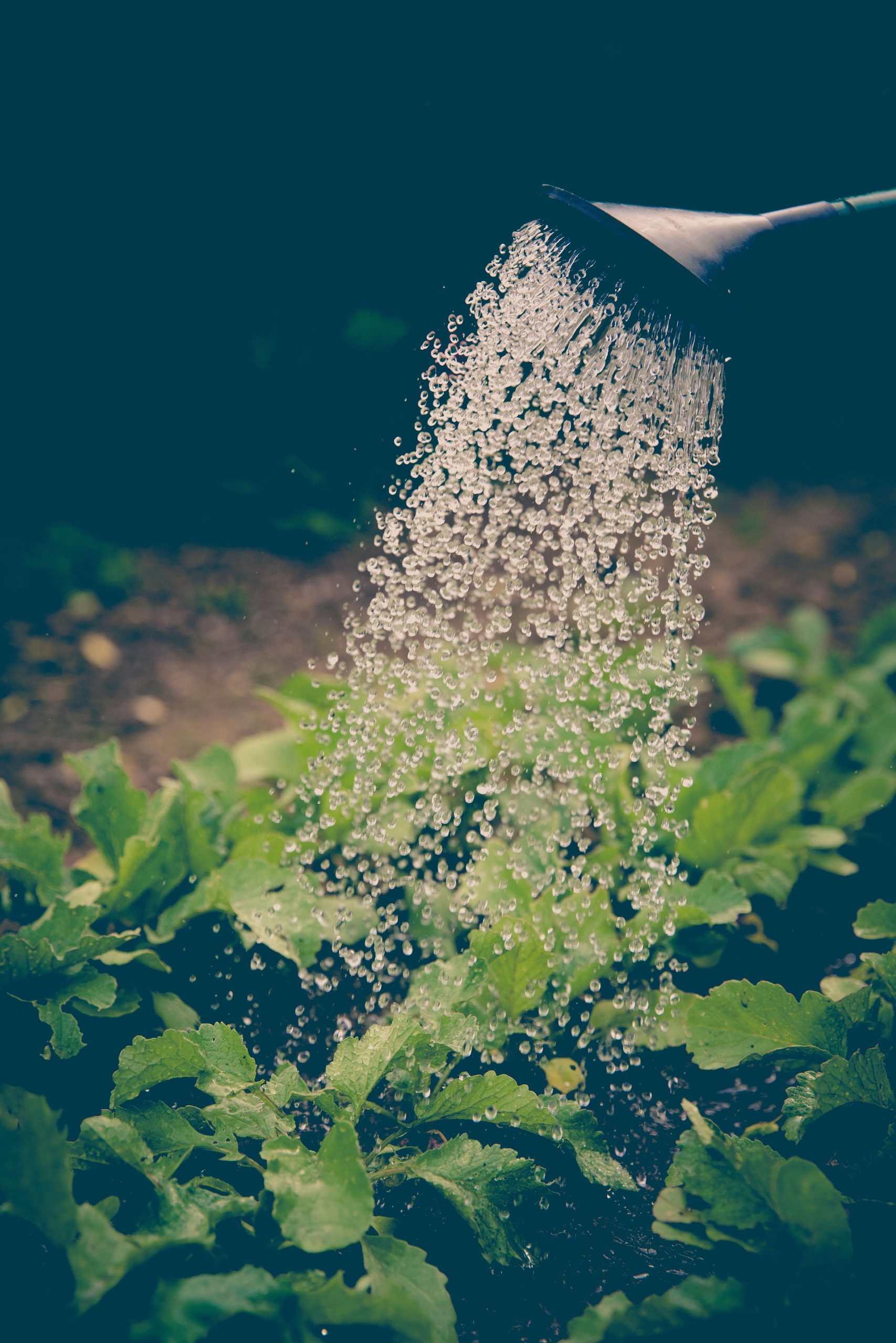 Avis Jardinic : le Spécialiste Arrosage et Irrigation