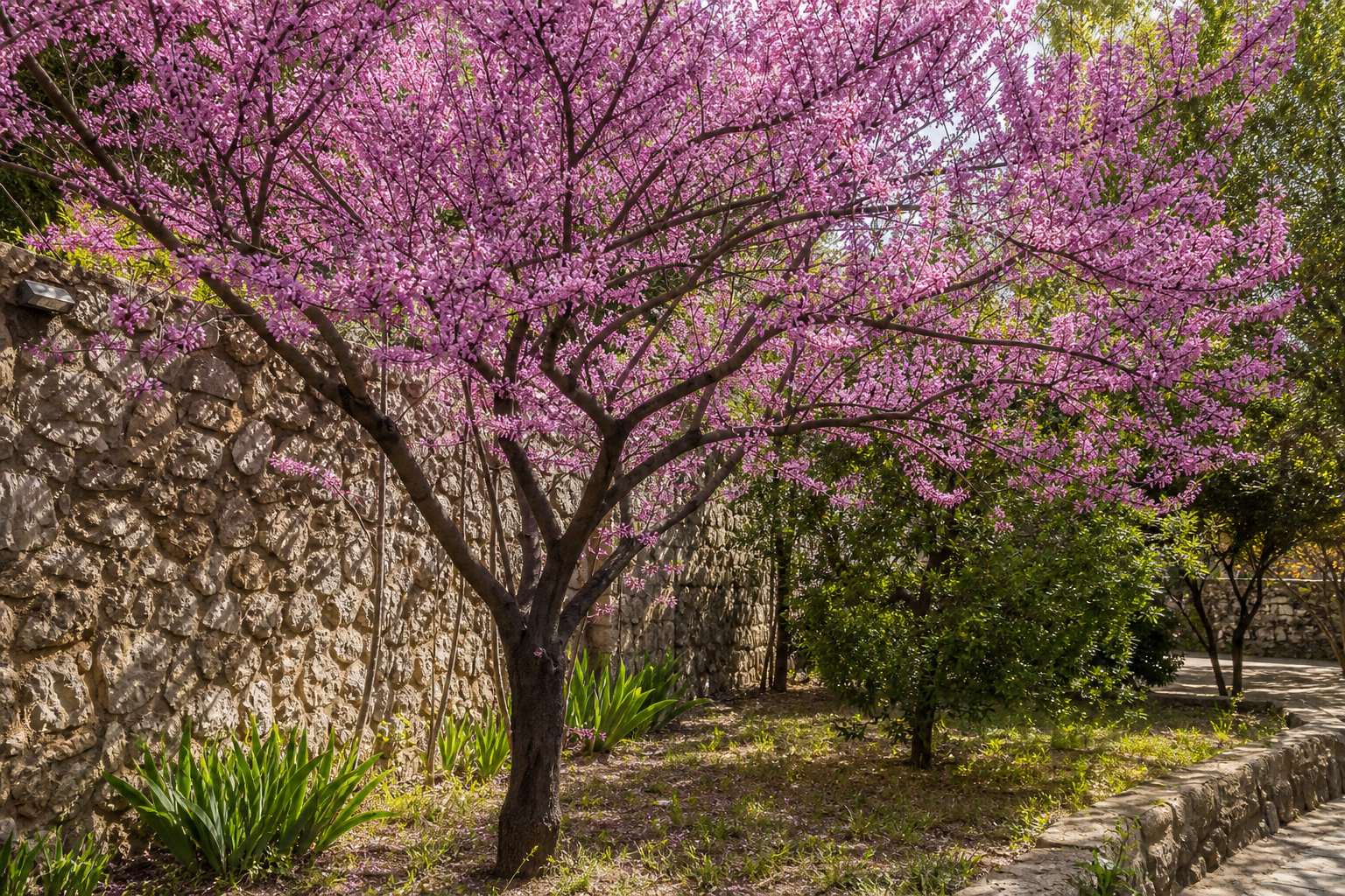 Arbre de Judée, quels inconvénients avant de le planter ?