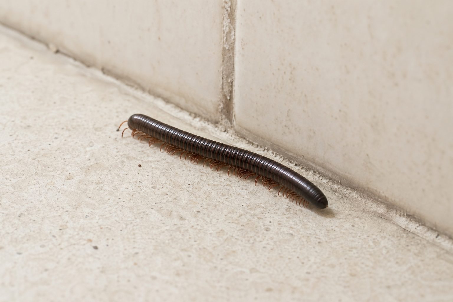 Un mille-pattes dans la maison, signe ou simple nuisible ?