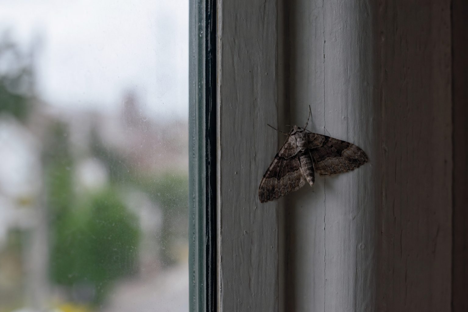 Papillon de nuit chez vous, quelle signification lui donner ?